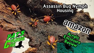 Assassin bug Nymphs How to Setup Amazon acrylic enclosure review Platymeris biguttatus [upl. by Harald]