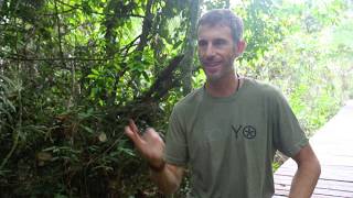 The Truth of a First Time Ayahuasca Experience  Ayahuasca Retreat Review Testimonial [upl. by Atirma522]