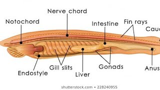 respiration and blood vascular system in branchiostomabsc3rd year [upl. by Ahsar]