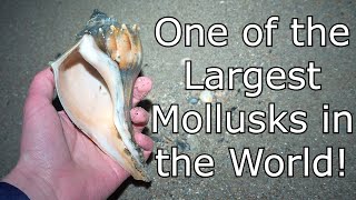 A Shellers Guide to Whelk Shells [upl. by Allianora]