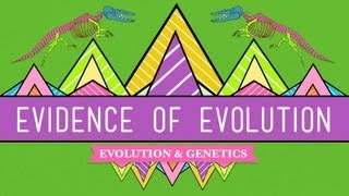 Evolution Its a Thing  Crash Course Biology 20 [upl. by Loferski]