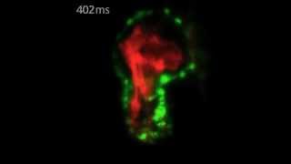 ZEISS Lightsheet Z1  Zebrafish Heart [upl. by Ahtamat]