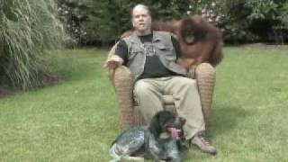 Suryia the Orangutan and Roscoe the Dog Friends at First Sight [upl. by Llednav913]