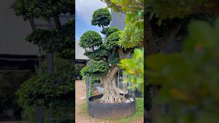 Bonsai Plant Give away  Kenzine Garden Centre Near Mannuthy KeralaContact 8156881114 9895885578 [upl. by Yerfoeg]