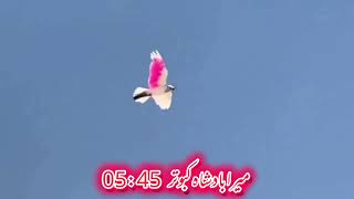 😱 kabootar landing  pigeon landing kabootarlanding [upl. by Sixele831]