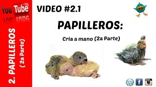 Papilleros Cria a mano Parte 2 [upl. by Oetsira]