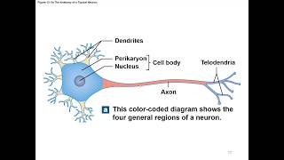 Chapter 12 Nervous Tissue [upl. by Omura]