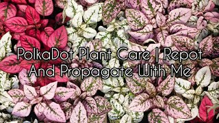 PolkaDot Plant Care  Repot And Propagate With Me PolkaDotPlant HypoestesPhyllostachya [upl. by Gorges]