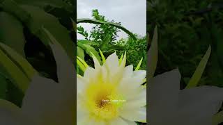 Golden Dragon Fruit Flower [upl. by Burny]