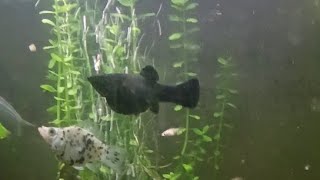 Black Molly Fish Giving Birth Right Now live  🐟 🥂 🍾 [upl. by Fisch505]