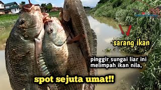 Mancing ikan nila babon di alam liar [upl. by Jobe797]