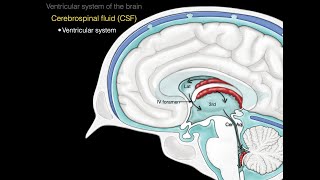 The ventricular system [upl. by Ongun]