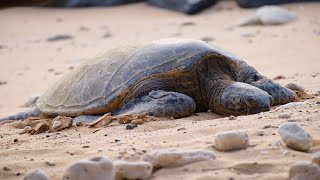 Maui Sea Turtles Kamaole Beach Park III [upl. by Ihsorih]