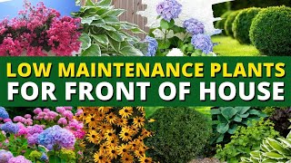 5 Best Low Maintenance Plants for Front of House Garden 🌿🍃 Ground Cover Plants 👍👌 [upl. by Vernon]