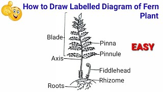 how to draw fern  how to draw ferns step by step  how to draw fern diagram  fern diagram [upl. by Justin]