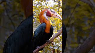 Rufousnecked Hornbill A Striking and Vital Species birds [upl. by Eimar]