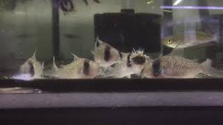 Corydoras sychri [upl. by Maddalena]