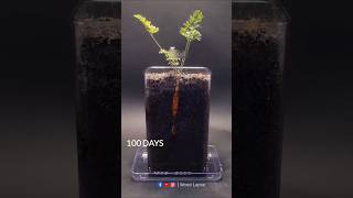 Carrot Growing Time Lapse 100 Days 😱  shorts timelapse growingplants woodlapse seeds [upl. by Kraul]