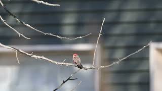 Vermilion Flycatcher 7502 [upl. by Yllatan291]