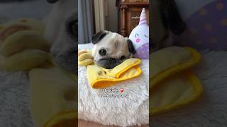 Update on Loulou ONE week after SURGERY ❤️‍🩹 pug dog shorts [upl. by Hatty]