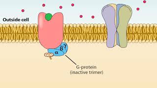 Ionotropic and Metabotropic Receptors [upl. by Drugge668]