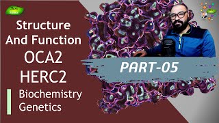 HERC2 and OCA2  Structure and Function  UniProt  PDB  PyMOL  Eye Color  Basic Science Series [upl. by Dorkas811]