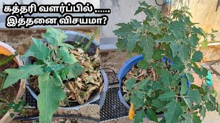 கத்தரிவளர்ப்பில் இத்தனை விசயமிருக்காbrinjaal growing tips tamilegg plant in maadithottam [upl. by China]