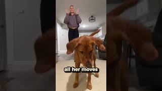 See How This Dog Dances 😂🐶 [upl. by Nivlek]