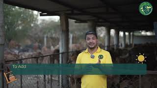 Traditional A2 Ghee making process at the Best Dairy Farm In India [upl. by Ailb374]