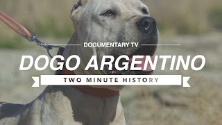 DOGO ARGENTINO A TWO MINUTE HISTORY [upl. by Aeli]