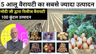 आलू की टॉप 5 वैराइटी 🥔 new potato seed varieties 2024  aalu ki kheti variety  aalu ka seed [upl. by Elephus]