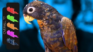 Bronze Wing Pionus The Loyal Lap Dog Parrot [upl. by Georgia]