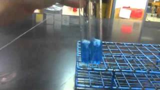 Lab Protocol  Reducing Sugars Detection Assay Unit 4 Macromolecules [upl. by Ettevets427]