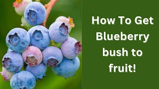 How to Get Blueberry Bush to ftuit [upl. by Englis]