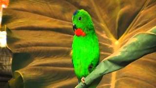 blue crowned hanging parrot sings [upl. by Browne]