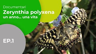 Zerynthia polyxena Southern festoon ciclo vitale life cycle of a butterfly Subtitled english [upl. by Rombert]