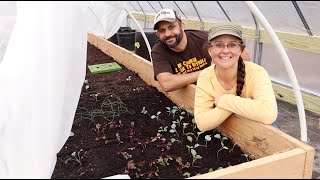 The FIRST PLANTS are IN Growing food in our UNHEATED greenhouse [upl. by Ymrej]