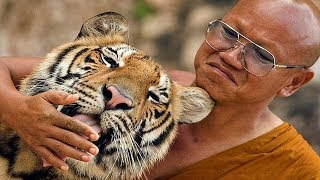 Monk Mauled By 300kg Tiger But Insists Cat Isnt To Blame At Tiger Temple [upl. by Melisse]