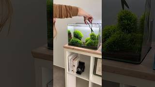 Moss Tank aquarium aquascape fishtank plantedtank fish aquascaping fishkeeping shrimp moss [upl. by Anabal]