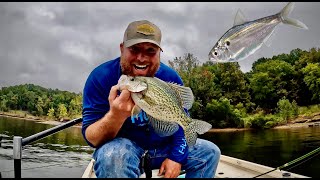 Catch More Crappie With This Technique and FREE BAIT Catch and Cook [upl. by Aurelius980]