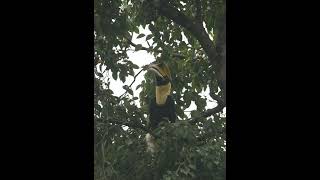 The great hornbill Buceros bicornis [upl. by Woodie]