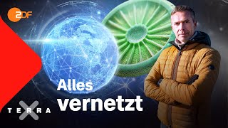 Warum nichts ohne das andere existiert  Dirk Steffens  Ganze Folge Terra X [upl. by Monteria]