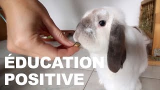 Apprendre la propreté à son lapin 2 éducation positive [upl. by Madelon]