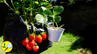 🍓 Fresas Frutillas SIN semillas por Estolones 👉 Enraizar estolones [upl. by Davey]