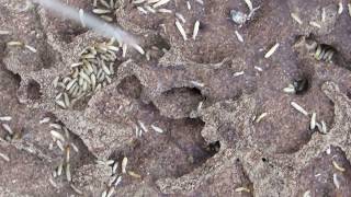 Termites nest  Τερμίτες  Cyprus [upl. by Ahsotan165]