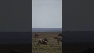 Baby Zebra Vs Hyena Being Eaten Alive HorrificShorts video wildlife cheetah [upl. by Amersham]