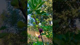 Beautiful  Fig harvest 丰收季节 fruit harvest sweet shorts mygarden [upl. by Mahala87]