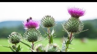 Milk Thistle Benefits Liver Disease Detoxification with Silymarin [upl. by Losiram]