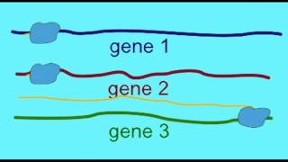 GENETICS 3 GENE REGULATION HETEROCHROMATIN VS EUCHROMATIN [upl. by Pestana419]