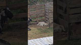 Livestock Guardian Dog Puppy Dreams livestockguardiandog puppy [upl. by Yenaiv]